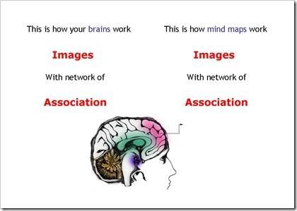 how-brain-works
